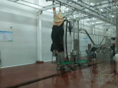 四川省電加熱湯池與省頭蹄清洗機(jī) 產(chǎn)品鑒別與服務(wù)價(jià)值解析